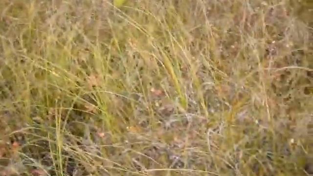 За клюквой на Кокшаровское болото смотреть онлайн