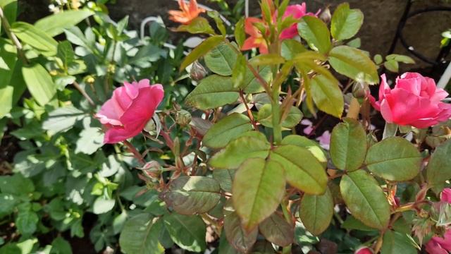 Моя Новинка Роза "Elbflorenz" 24.06.23 смотреть онлайн