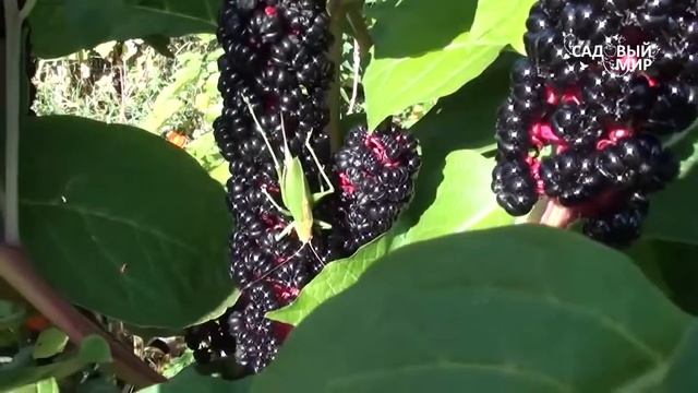 кузнечик или саранча смотреть онлайн
