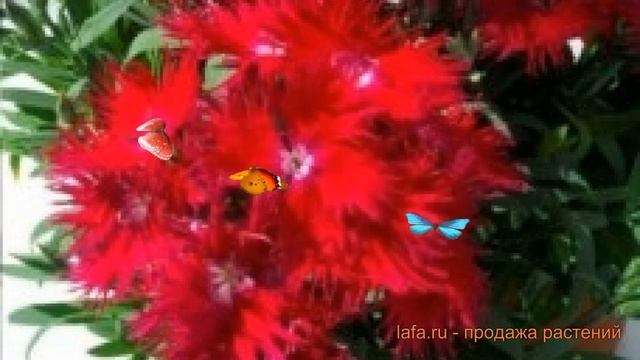 Строительные Открытия