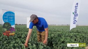 Брюс F1 | Цветная капуста | Сингента