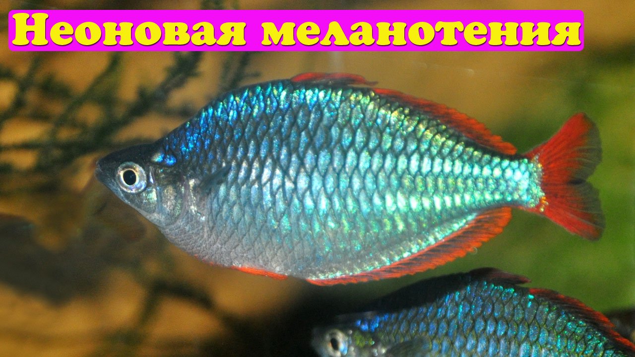 Радужницы