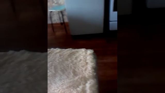 Купили щенка . смотреть онлайн