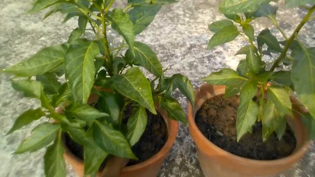 Care about paper chili plant and propogation смотреть онлайн