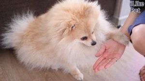 6 особенностей ухода за померанским шпицам