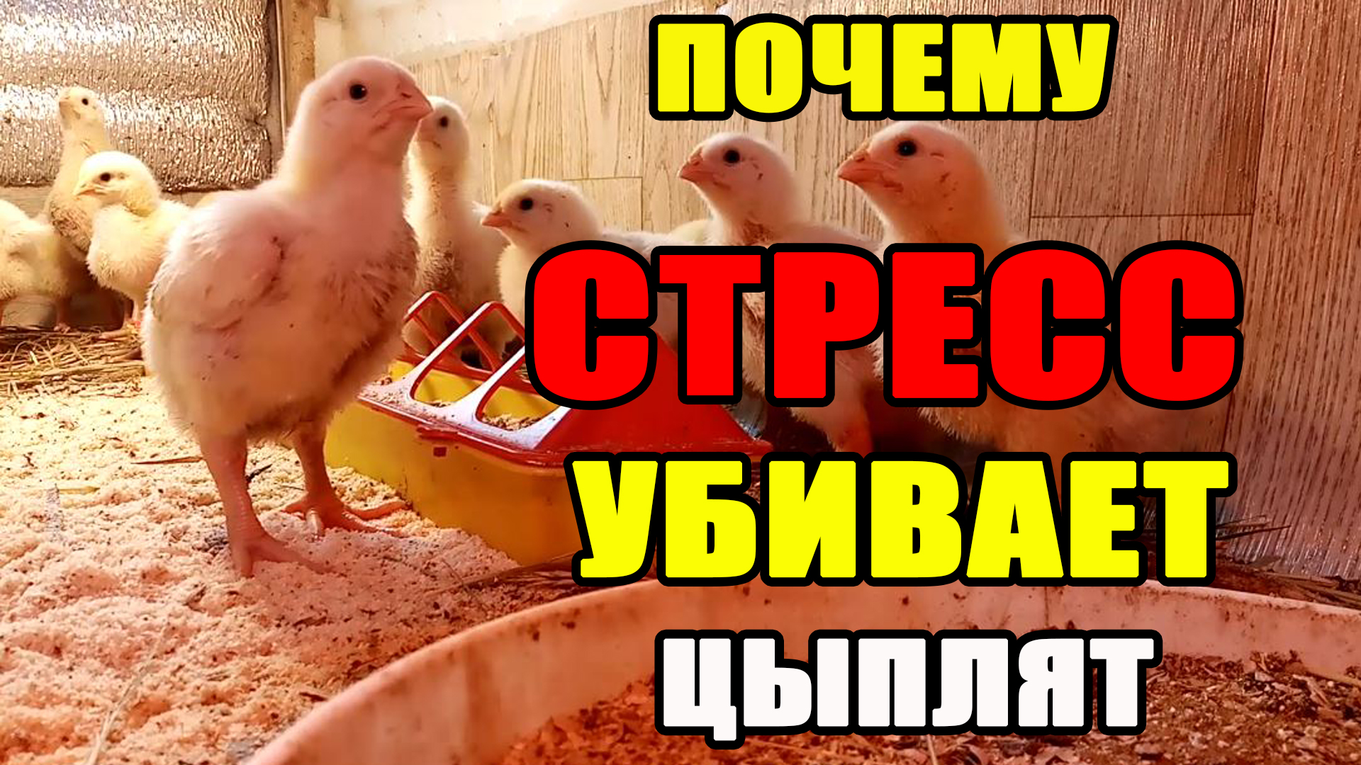 Почему СТРЕСС убивает кур и цыплят. Бывает ли стресс у кур? смотреть онлайн
