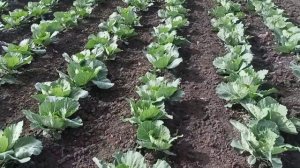 Гербицид султан - максимальная защита капусты