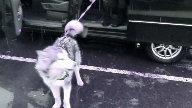 МАЛАМУТ 6 МЕСЯЦЕВ