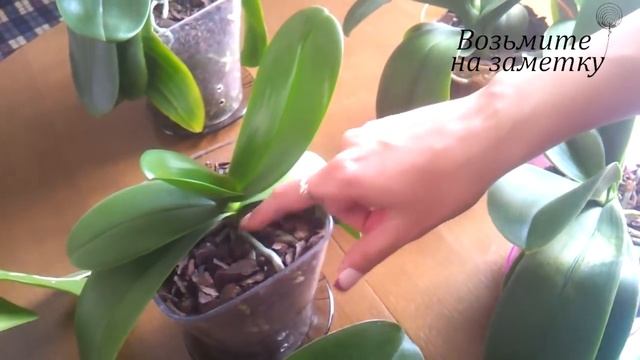 Опрыскивание орхидей. Как протирать листы фаленопсиса. смотреть онлайн