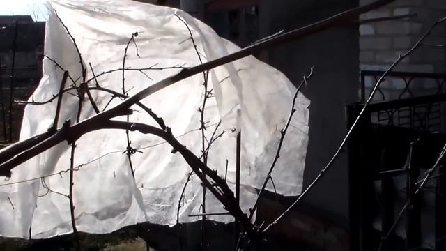 Штамбовая малина ранней весной смотреть онлайн