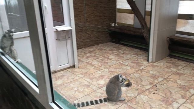 Омск. Детский зоопарк. Станция юннатов. смотреть онлайн