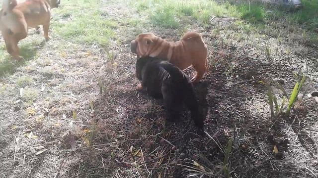 Cachorros sharpei смотреть онлайн