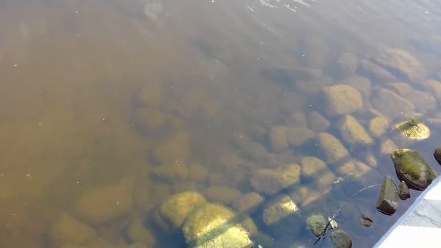 Видео: Маленькие рыбки плавают на мелководье смотреть онлайн