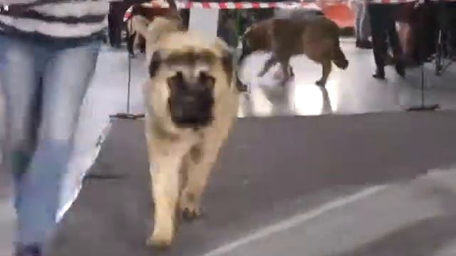 MAQ00618 смотреть онлайн