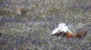 Дрофа пение