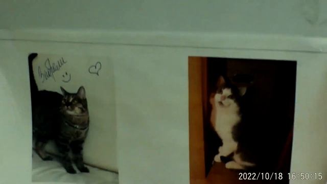 Доска объявлений о животных ветклиника Бемби Октябрь 2022 смотреть онлайн