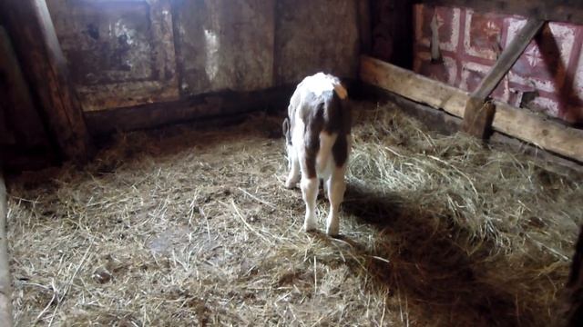 Идем принимать роды у коровы.\Покупки.\Наше хозяйство.\Балую кроликов морковкой. смотреть онлайн