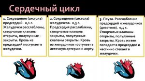 Биология 8 класс. Сердце: его строение и работа