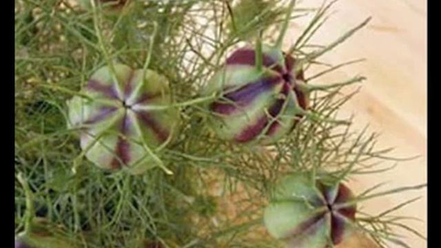Nigella Bloom - Emanuel Kiriakou смотреть онлайн