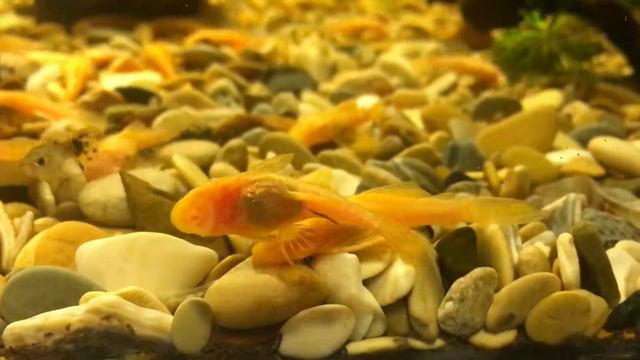 Анциструсы подростки смотреть онлайн