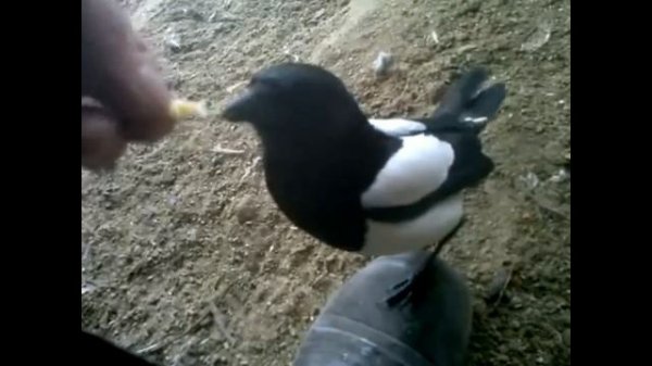 Сорока разговаривает и смеётся как ребёнок. Говорящие сороки