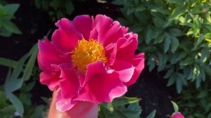 Цветение пионов. Часть-3 (В саду у Светланы, г.Пушкин, СПб.)