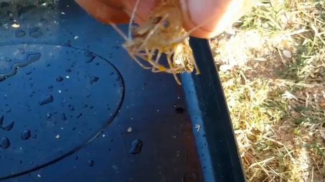 Креветка. Азовское море. смотреть онлайн