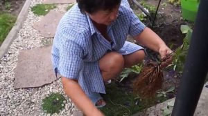 Клематис,как размножить делением куста.Размножаем клематис делением корней.