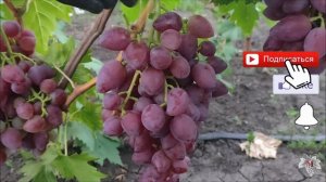 Виноград Дубовский Розовый. Урожай и особенности гибридной формы