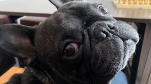 Разговариваю с собакой