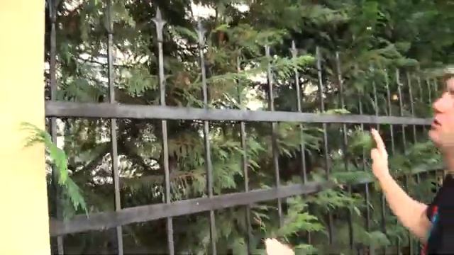 Cupressocyparis leylandii - Leylandi ciprus sövény смотреть онлайн