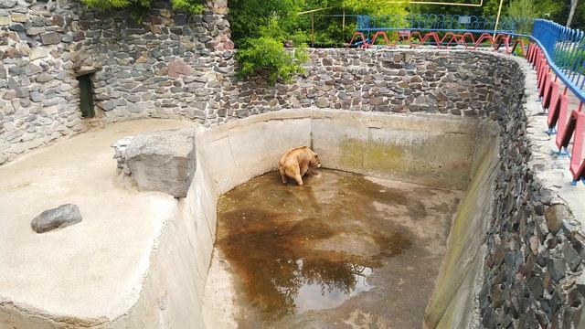 HELP THE BIG BEAR! ПОМОГИ БОЛЬШОЙ МЕДВЕДИЦЕ! смотреть онлайн