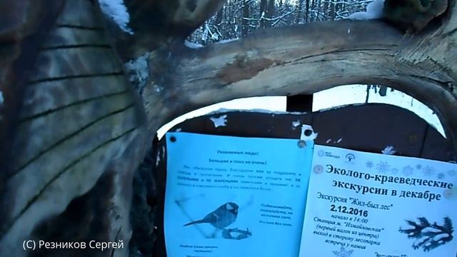 КОРМУШКА ДЛЯ ПТИЦ | ЧЕМ КОРМИТЬ ПТИЦ смотреть онлайн