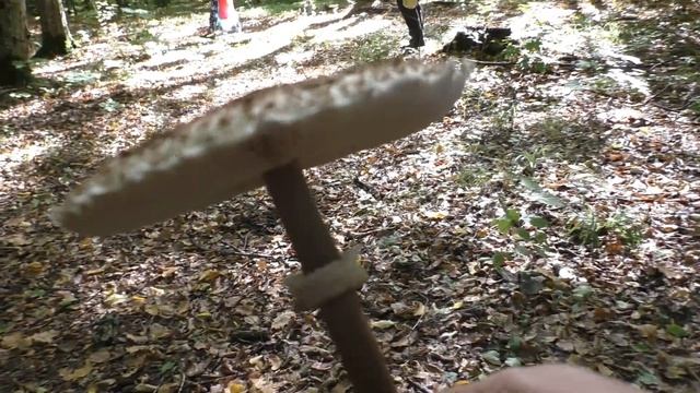 Лес .Грибы? .Секрет от Мужа как НЕ Болеть?? . Слышали как СКРИПИТ Гриб?? смотреть онлайн