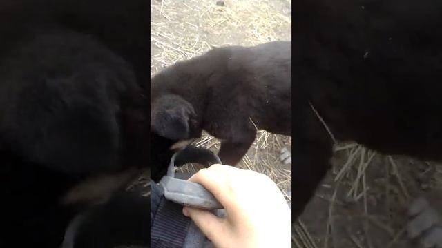 Мой щенок смотреть онлайн