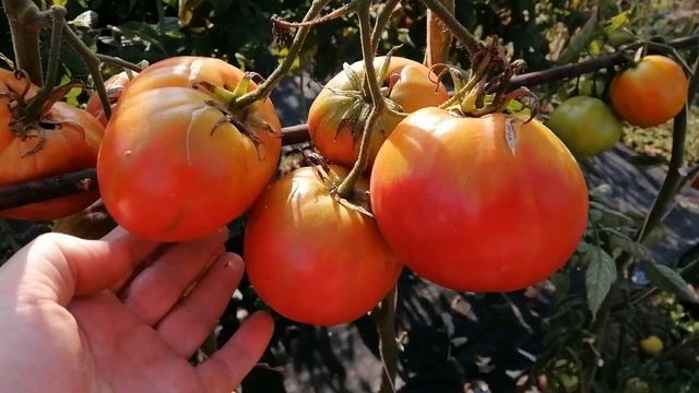 ?? ТОМАТ БАБУШКИН СЕКРЕТ. Обзор сорта смотреть онлайн