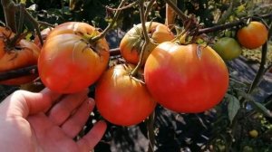 ?? ТОМАТ БАБУШКИН СЕКРЕТ. Обзор сорта