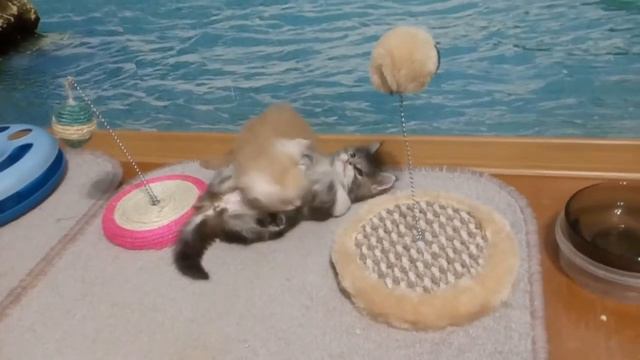 Котята мейнкун д.р 06.04.18г смотреть онлайн