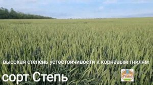 Выбор сортов озимой пшеницы , агрофон , предшественники