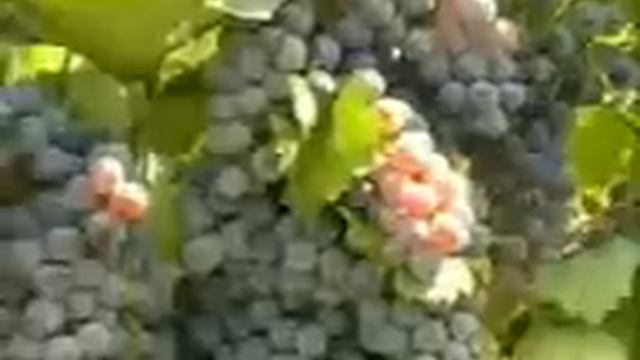 Сельское хозяйство смотреть онлайн