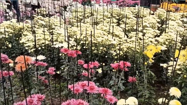 Вальс хризантем 2020 смотреть онлайн