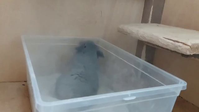 Купание шиншилл в песке? почему шиншилла не купается в песке? смотреть онлайн