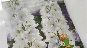 САМЫЙ ЛЕГКИЙ СПОСОБ ВЫРАСТИТЬ ДЕЛЬФИНИУМ из СЕМЯН. Всхожесть 100%/Елена Мир Семян и Цветов