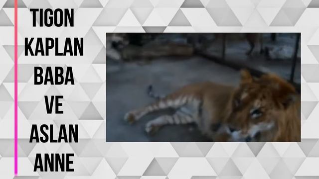 Yaşayan En Büyük Yırtıcı | Liger Ve Tigon