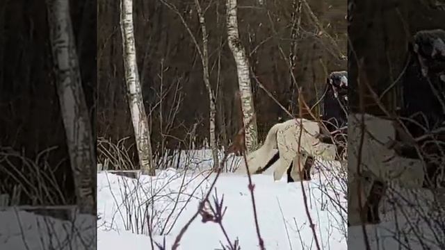 Главный Ботанический сад имени Н.В.Цицина/3 марта 2021 г./ Маленькая прогулка смотреть онлайн