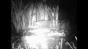 Живоловушка на енота Часть 1 - Raccoon Trapping