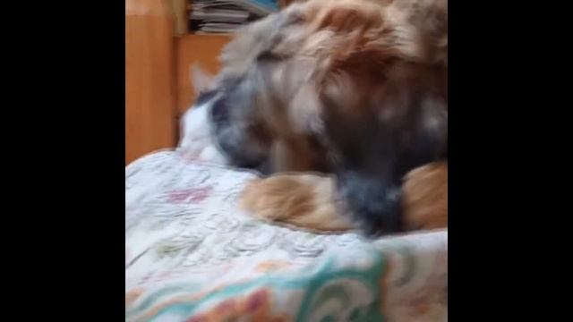 Бриар. В кино, Интеллект, Вопросы и ответы, История смотреть онлайн