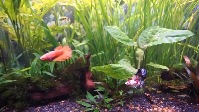 Рыбы заболели