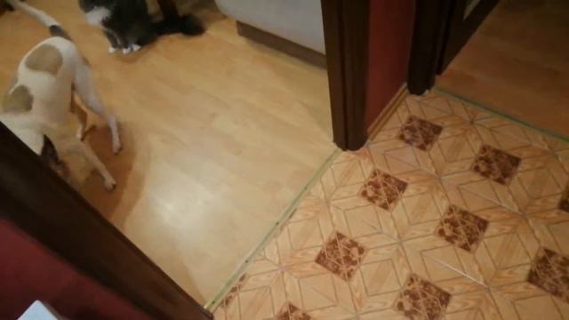 Когда любимый хозяин пришёл домой. Реакция собаки смотреть онлайн