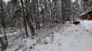 Охота на Сибирскую косулю в Саянах